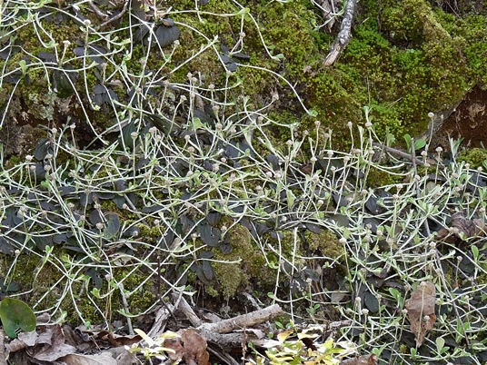 {Antennaria solitaria}